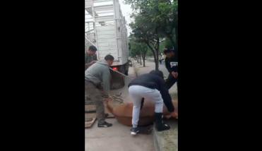 Indignación en el barrio Autonomía por el desplome de un caballo tras tirar un carro