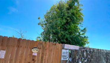 El “Árbol Milagroso” de Texas que se transformó en un símbolo de esperanza en TikTok