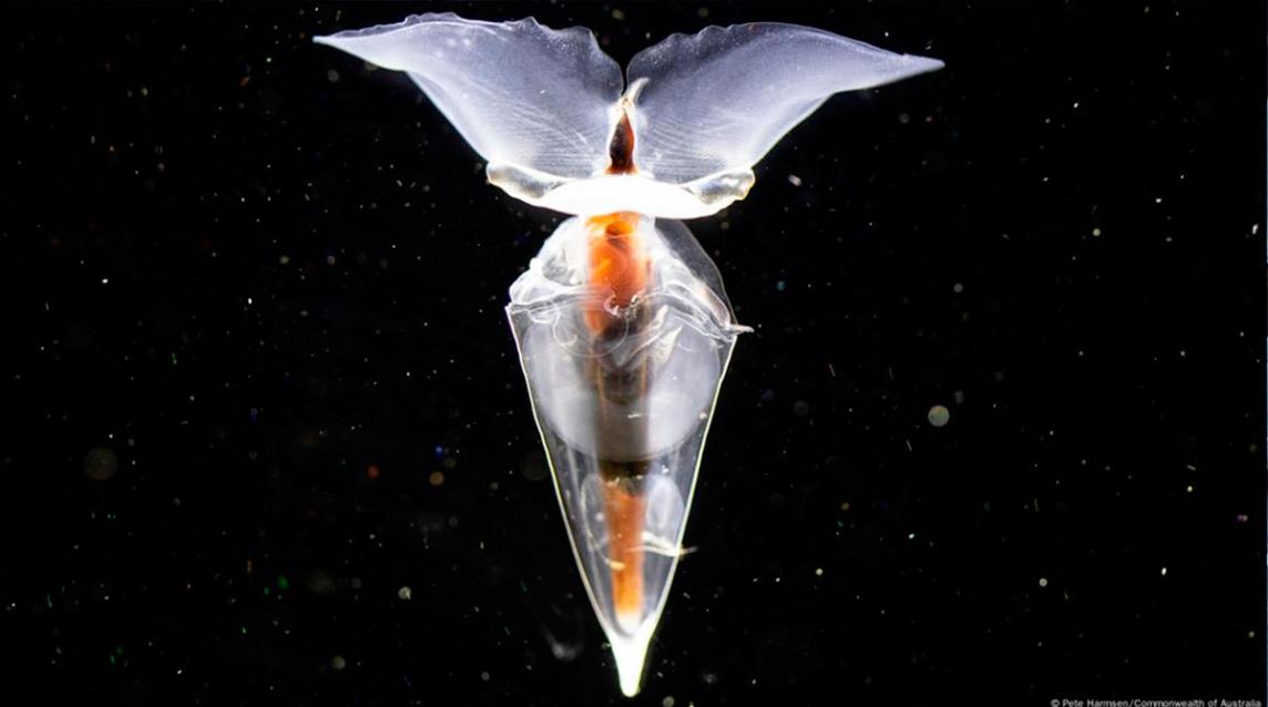 Hallaron raras criaturas marinas durante expedición antártica