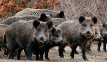Una plaga: habilitaron la caza del jabalí europeo en Buenos Aires