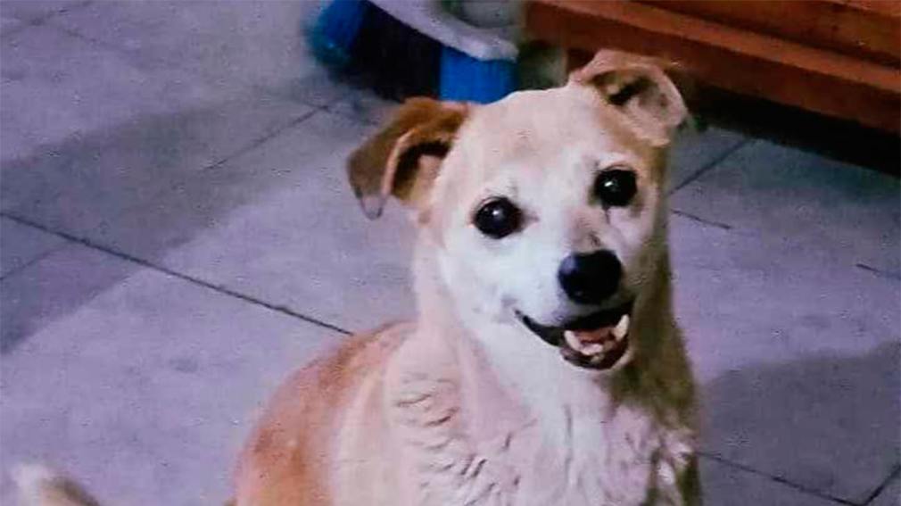 Desesperada búsqueda de 'Chicho', un perrito perdido en el barrio Vinalar
