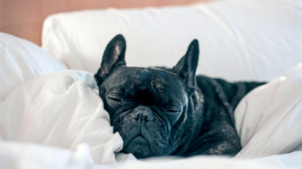 ¿Por qué los perros giran sobre sí mismos antes de acostarse?: la curiosa explicación detrás de este comportamiento