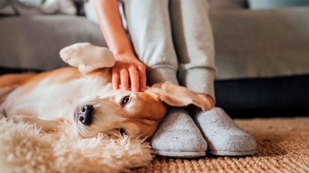 Qué significa que tu perro te siga a todos lados, según un veterinario