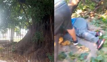 Tragedia en San Martín: murió aplastado por un árbol que había denunciado meses atrás