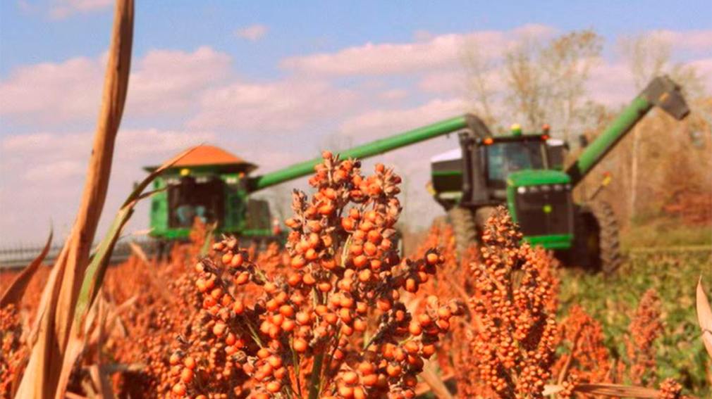 Sorgo envuelto en la confusión que siembra Trump
