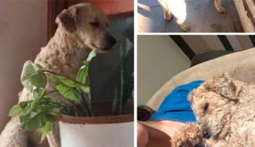 Se busca a Cusco, un perrito perdido por zona Zanjón
