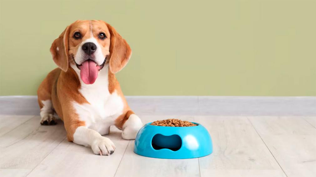Por qué los veterinarios desaconsejan los comederos de plástico para perros y cuál es el mejor material