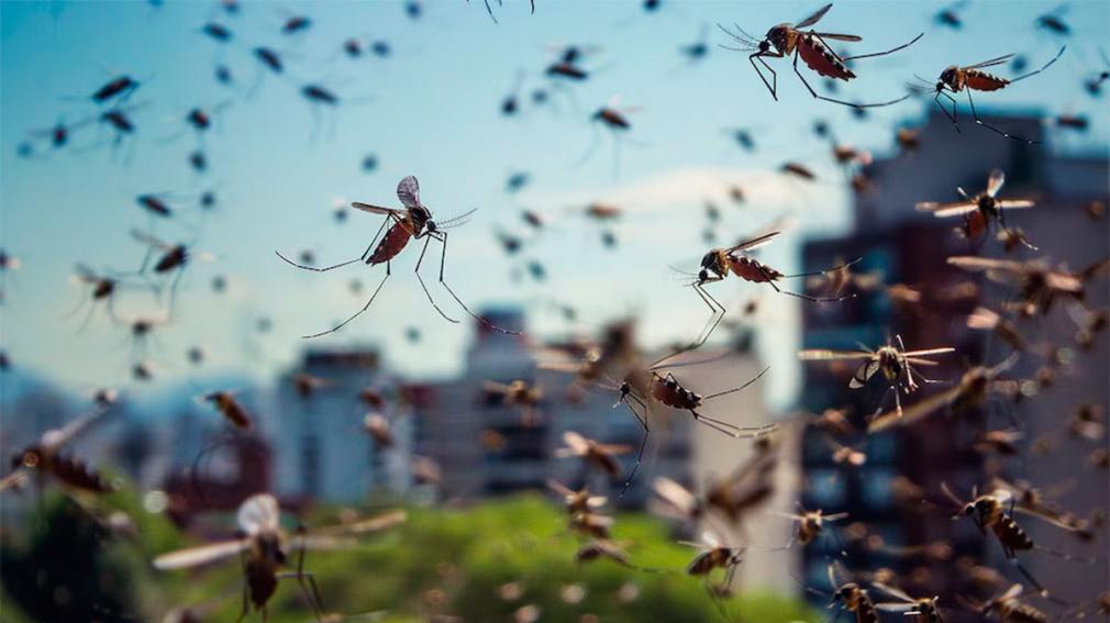 Notable aumento de casos de dengue en Santa Fe: más del 40% en una semana