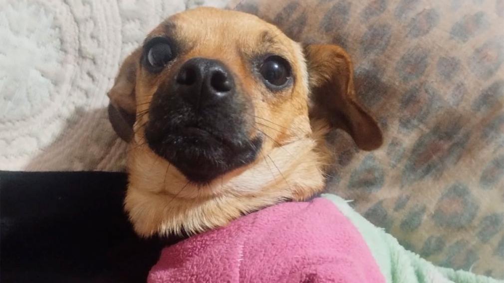 Frida se perdió en el barrio Sarmiento y su familia pide ayuda para encontrarla