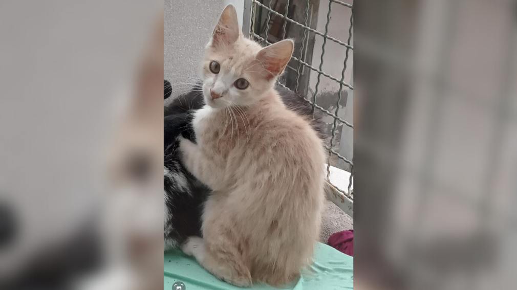 Una gatita se extravió y sus dueños la buscan deseperadamente