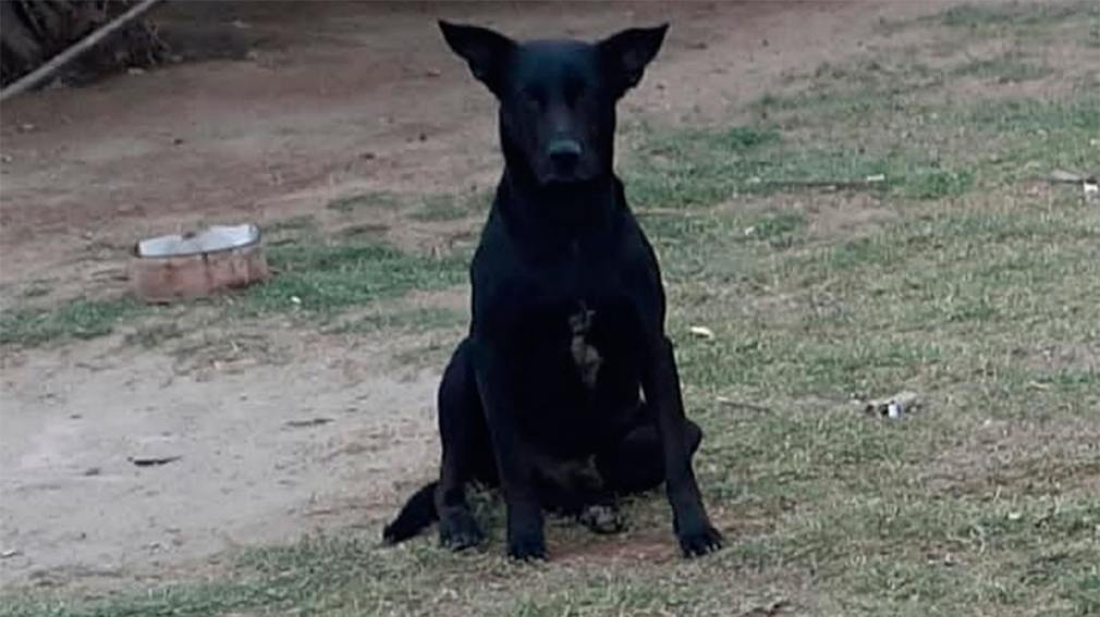 Buscan a “Sulti”, un perrito perdido en el Barrio Centro de La Banda