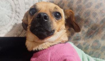 Frida se perdió en el barrio Sarmiento y su familia pide ayuda para encontrarla