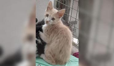 Una gatita se extravió y sus dueños la buscan deseperadamente