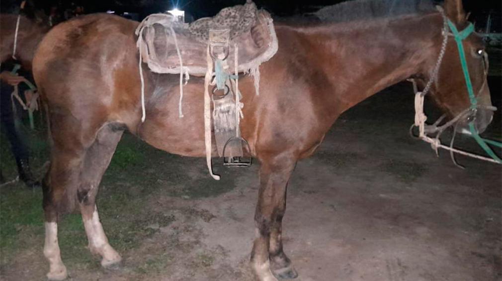 Herrera: recuperaron cuatro caballos robados a un productor rural