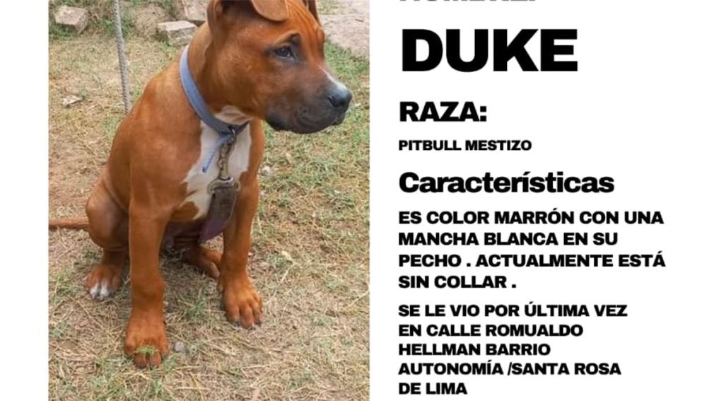 Buscan desesperadamente a un perro perdido tras un robo en el barrio Autonomía