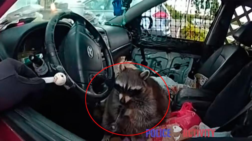 Un policía halló a un mapache con una pipa para metanfetamina al revisar el auto de una conductora detenida