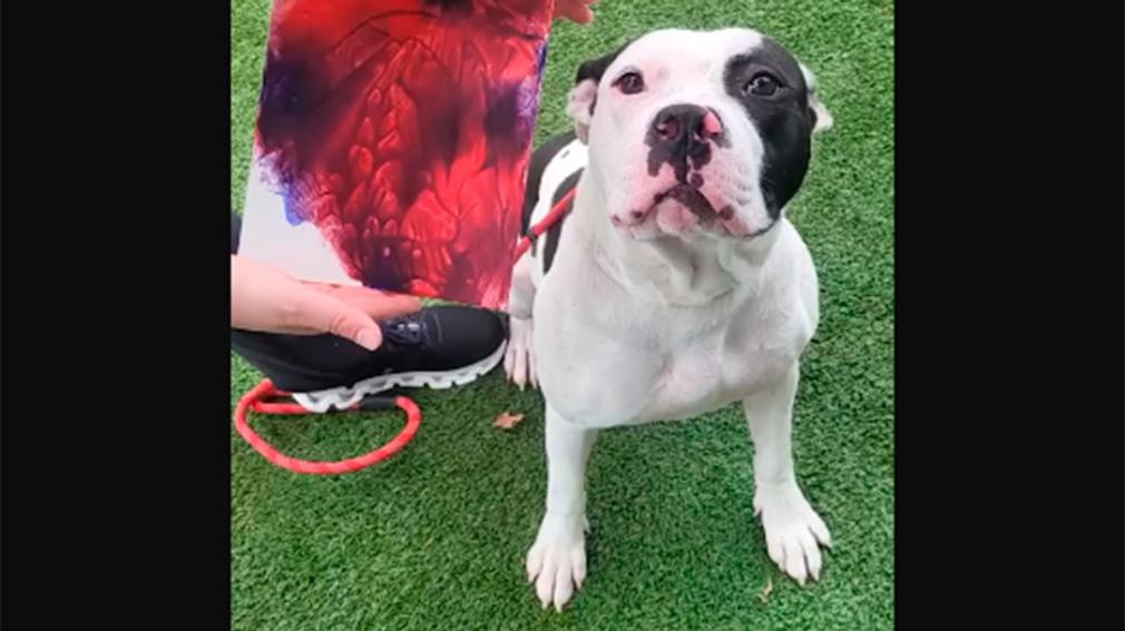 Pinceles, patas y amor: arte hecho por perritos