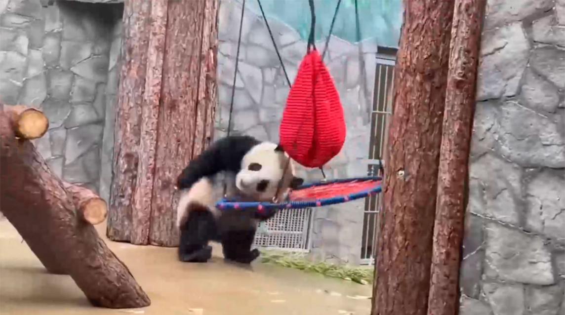 Video: el “Kung Fu Panda” real en acción