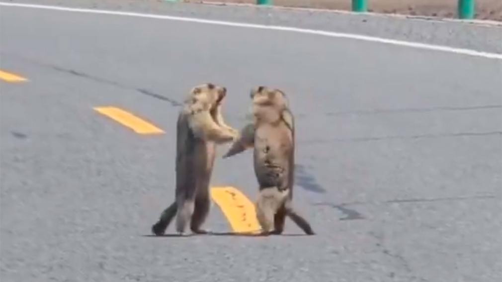 Marmotas se trenzaron en un duelo a “piñas” y provocaron un embotellamiento