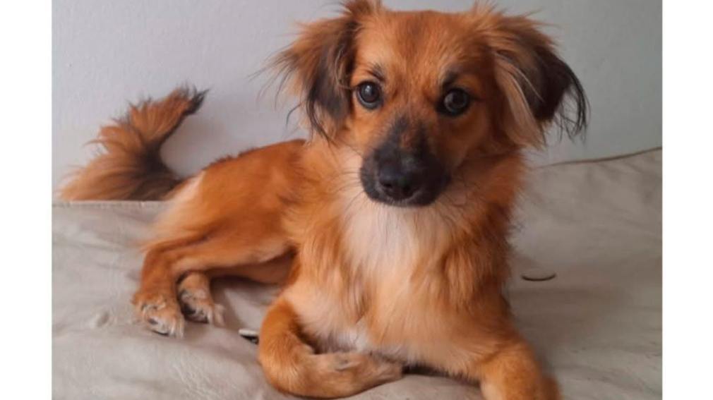 Se busca a Kira: una perrita perdida en Barrio Sargento Cabral