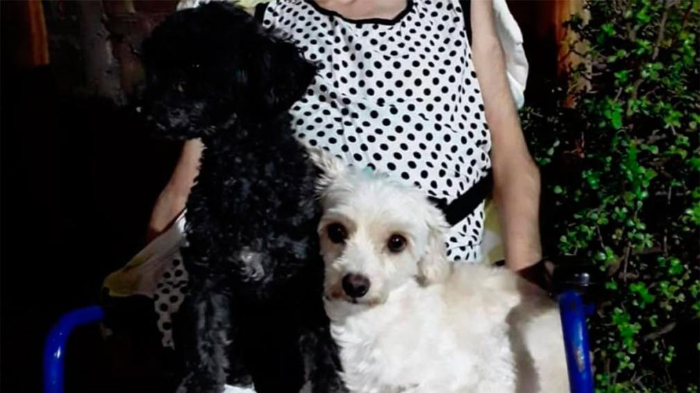 Se extravió Cloe: la perrita es intensamente buscada por su familia en el Bº Siglo XIX