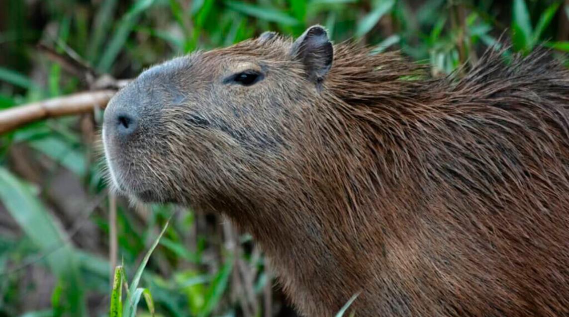 Video: Un niño tucumano confundió una rata con un capibara y se volvió viral en redes sociales