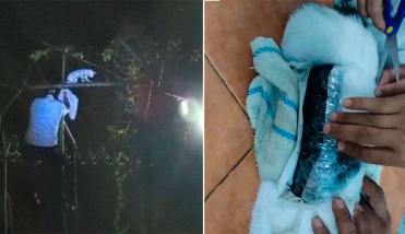 Costa Rica: detuvieron a “narcogato” cuando intentaba ingresar drogas a una cárcel