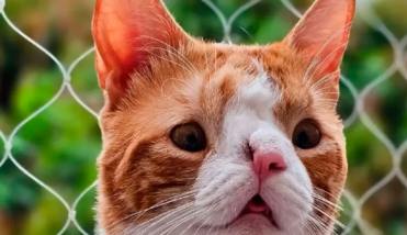 Un gatito tucumano con hidrocefalia conquistó las redes sociales