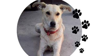 Ayudanos a encontrar a Thaís, una perrita perdida desde febrero