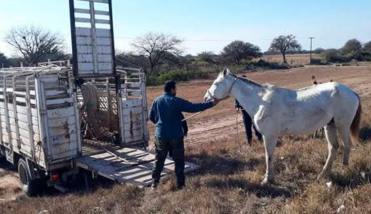 Añatuya: policías fueron amenazados durante el secuestro de animales en Ruta 21