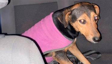 Desesperada búsqueda de una perrita perdida en zona de calle Gorriti y Av. Aguirre