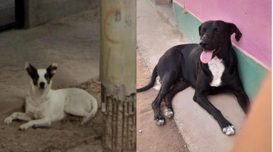 Una familia busca con desesperación a sus dos perritos desaparecidos en barrio Coesa