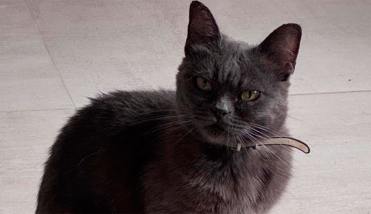 Desesperada búsqueda de una gatita perdida en El Zanjón