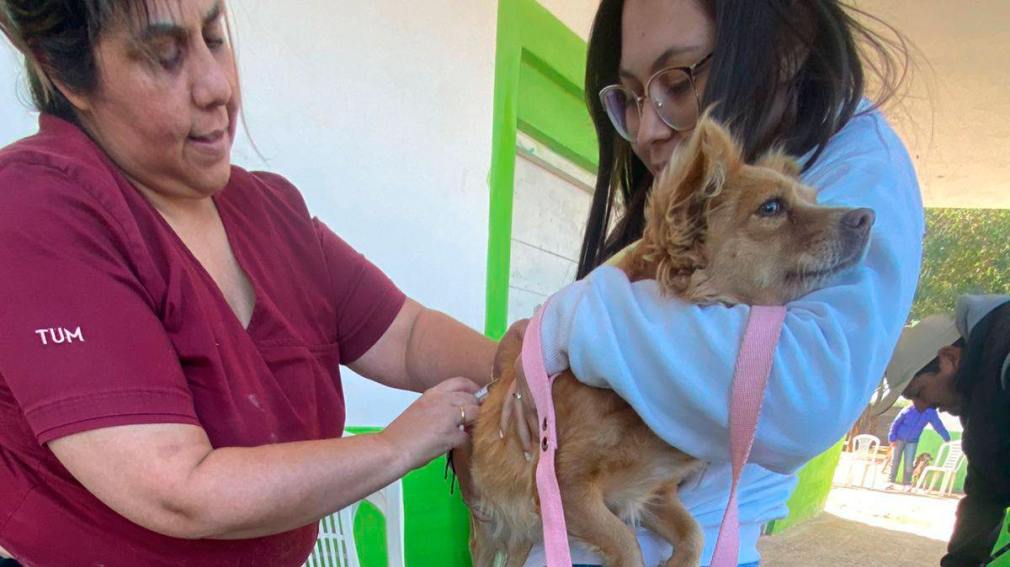 La Cañada realizó un nuevo operativo de castración animal y anunció una nueva jornada en julio