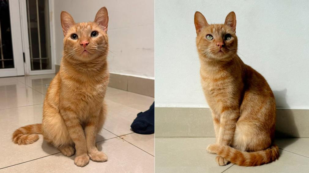 Buscan a Kiwi, un gato perdido en barrio Belgrano