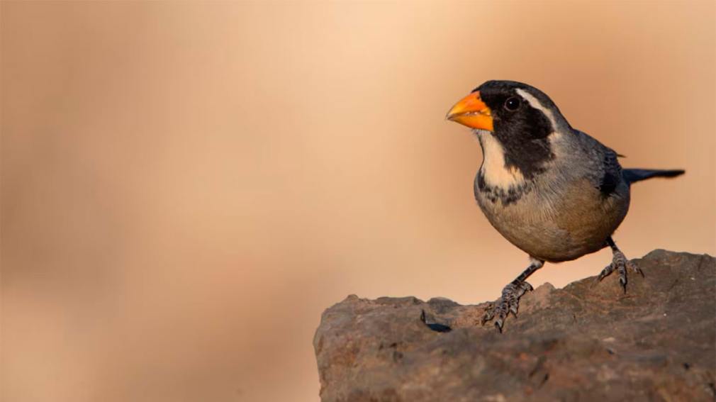 Mendoza: organizan peleas con una de las especies de aves más traficadas de la Argentina