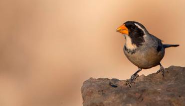Mendoza: organizan peleas con una de las especies de aves más traficadas de la Argentina
