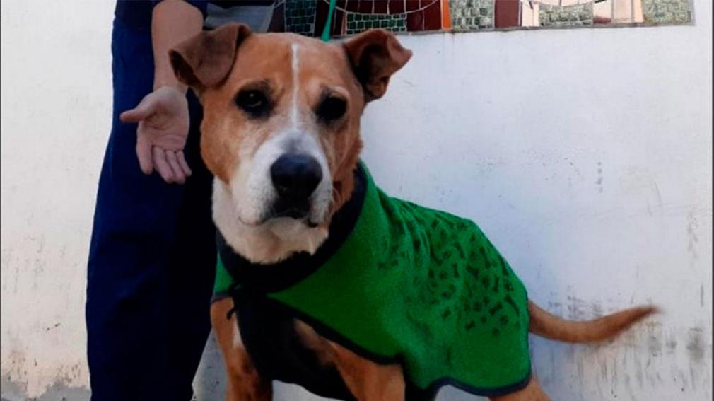 Multaron en casi medio millón de pesos a un hombre por maltrato animal