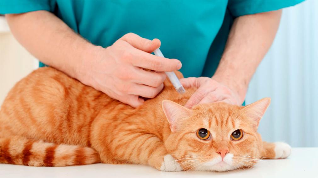 La Banda iniciará la campaña de vacunación antirrábica gratuita para perros y gatos