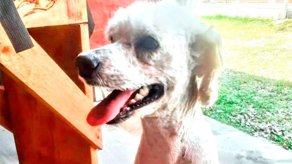 Una familia busca a su perrito Junior, perdido en el barrio 4° Centenario de La Banda