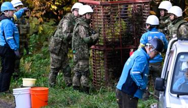Japón envió tropas para frenar la ola de ataques de osos en zonas rurales