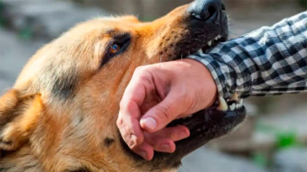 Hombre herido tras ser atacado por su perro en El Zanjón