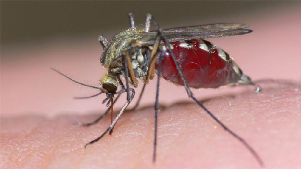 ¿Qué tipo de sangre prefieren los mosquitos?