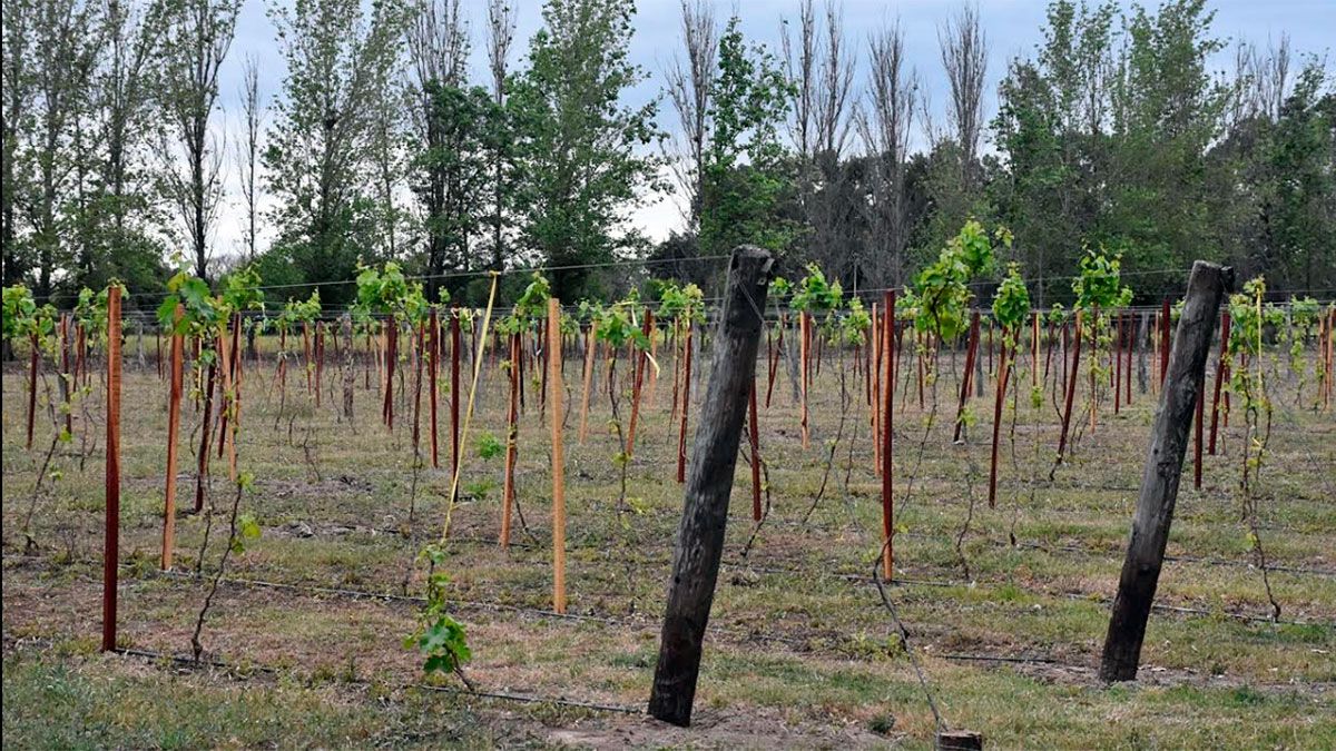 finca María del Pilar 