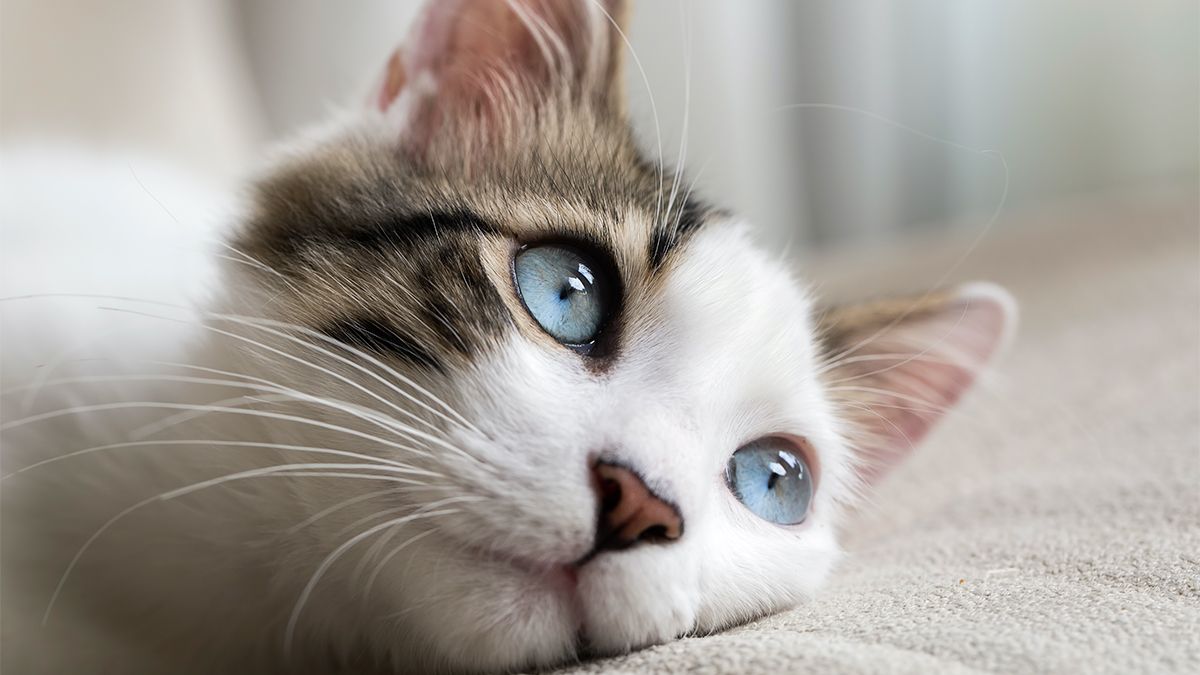 8 de Agosto Día mundial del Gato: motivo de su celebración ...