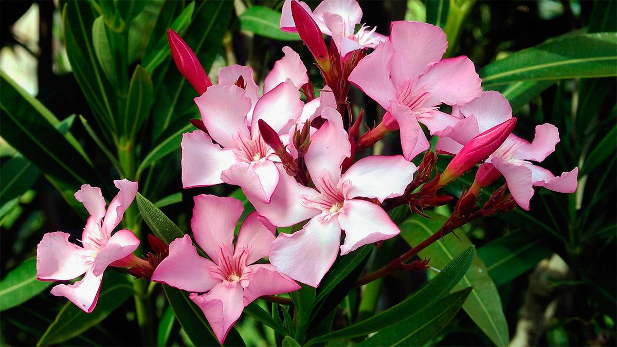 Adelfa (Nerium oleander) 