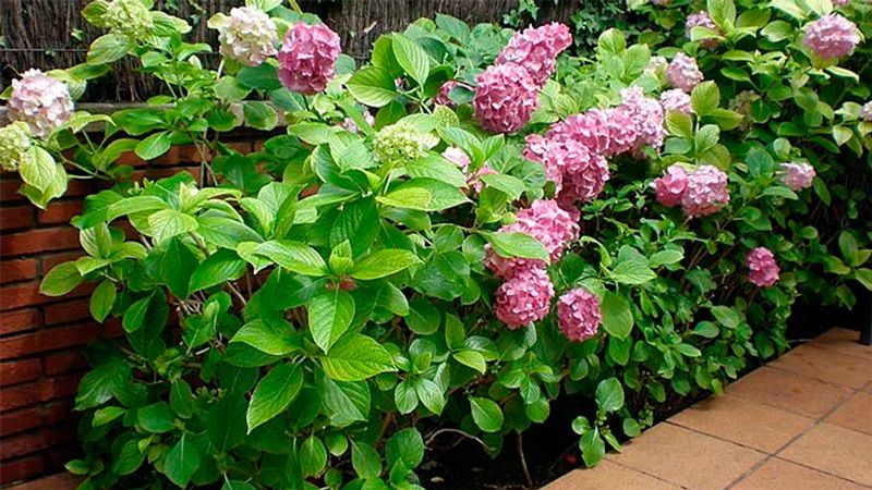 Hortensia (Hydrangea) 