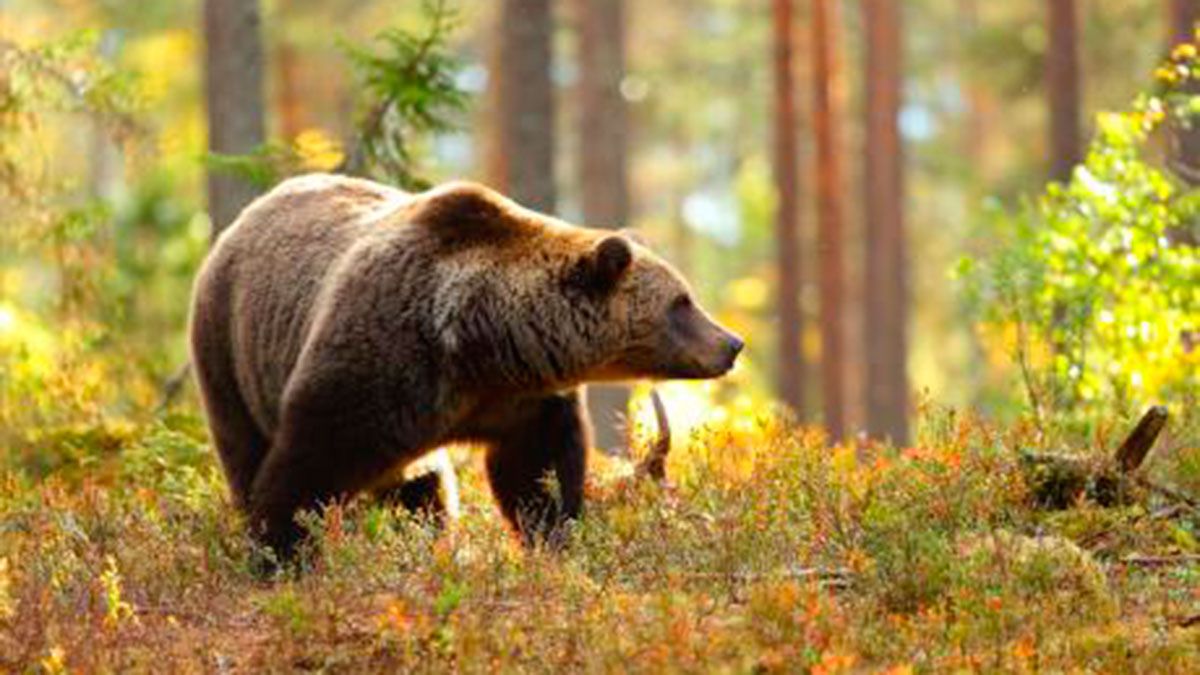 ¿Cómo Afecta El Cambio Climático A Los Animales Que Hibernan? - Diario ...