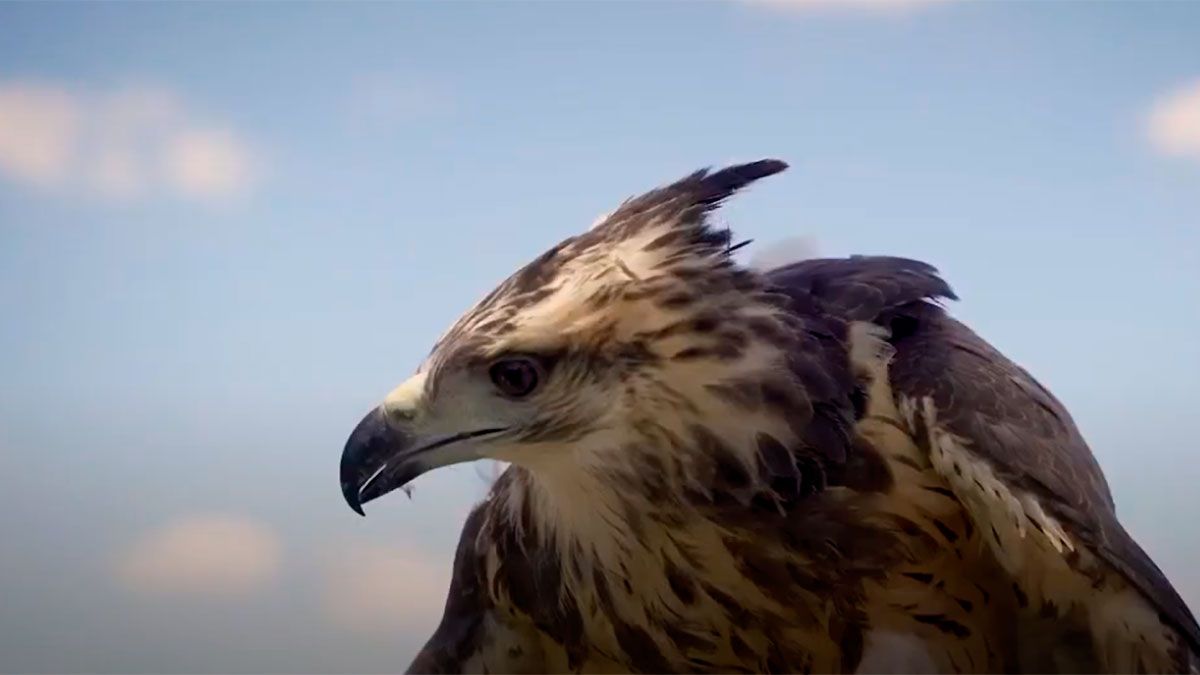 Águila Coronada 