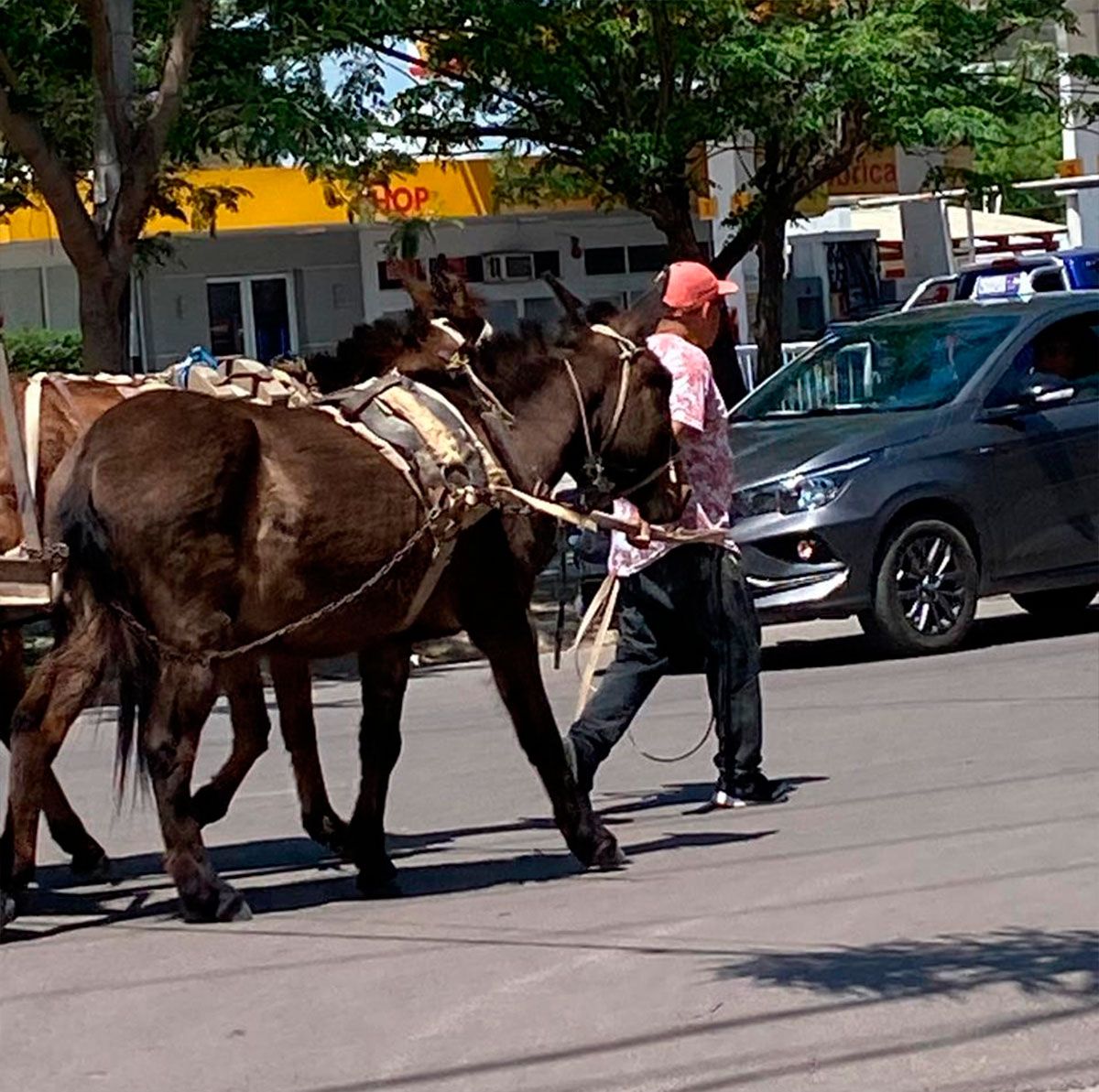 Se lleva los caballos 